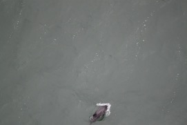 Missing Picture